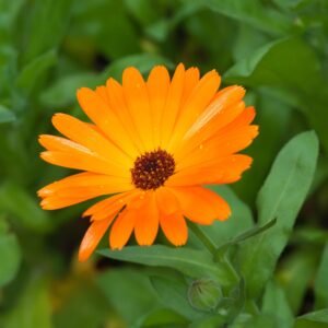 Calendula – Nova