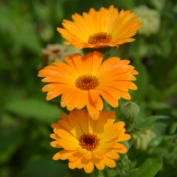 Calendula – Nova - Image 2