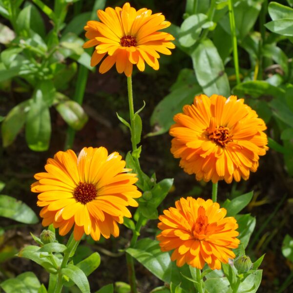 Calendula – Nova - Image 3