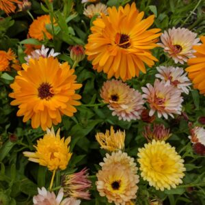 Fiesta Gitana Mix of Calendula flowers in oranges and yellow