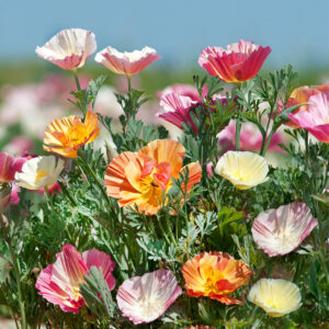A bright array of California Poppies of the Ballerina variety in a mix of colours including pink, orange, yellow, white, and red
