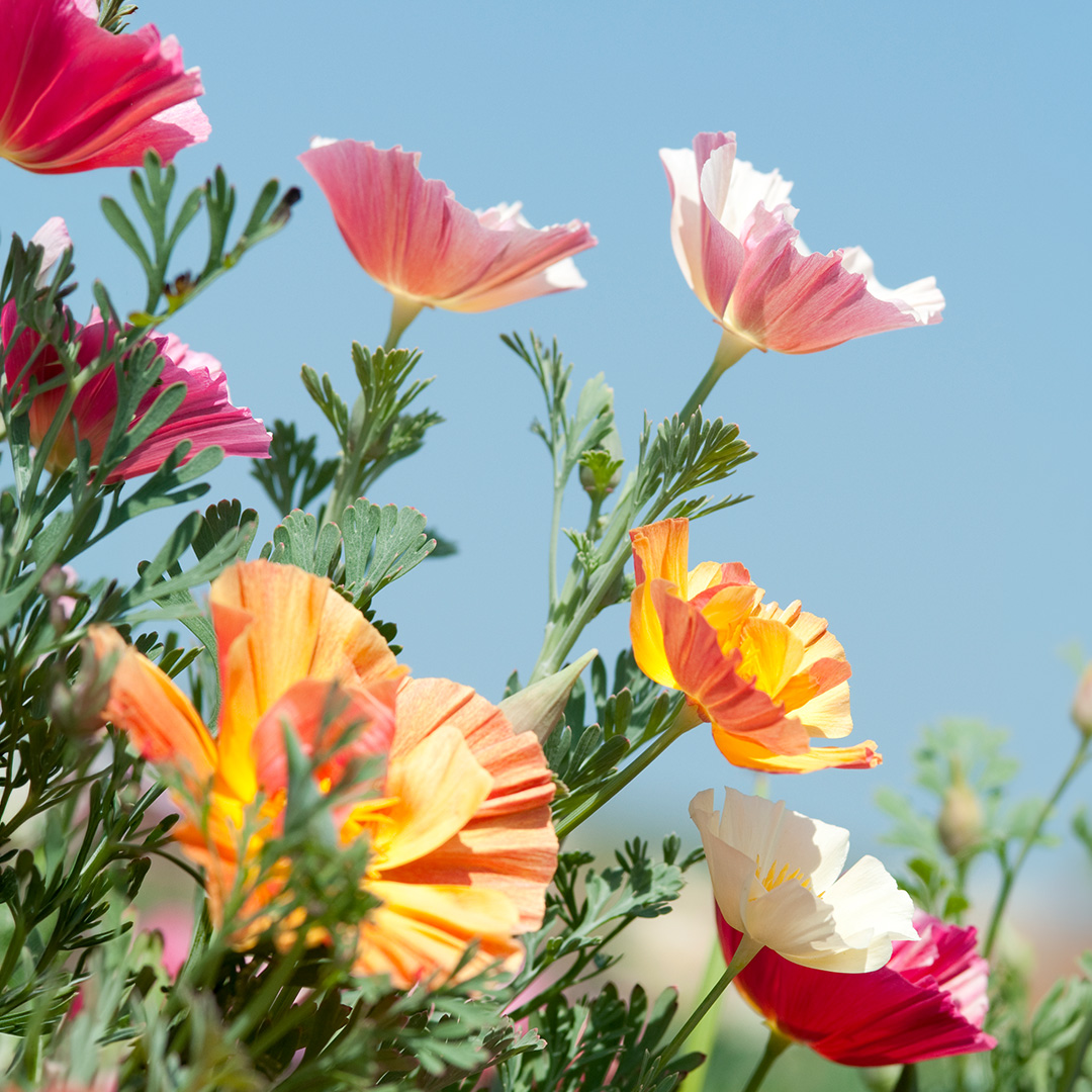 A bright array of California Poppies of the Ballerina variety in a mix of colours including pink, orange, yellow, white, and red