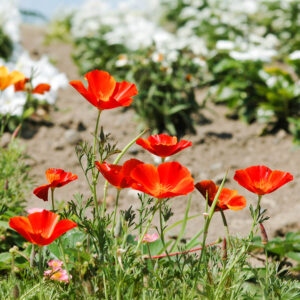 Mikado California Poppies growing in the garden with grass and blurred background