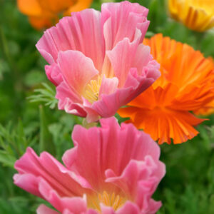 Beautiful pink and orange California Poppies of the Mission Bells variety with crinkled petals