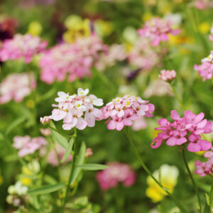 Dwarf Fairy Mix of Candytuft flowers in a variety of pink shades with leafy green background