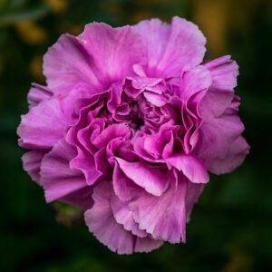A close up image of a violet carnation flower with purple petals and a blurred background
