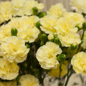 Yellow carnation flowers