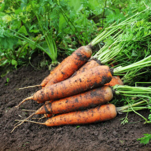 Carrot Scarlet Nantes