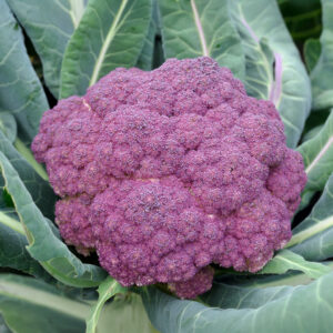 Purple Di Sicilia Violetto cauliflower growing on the plant with dark green leaves