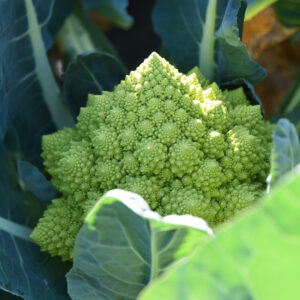 Italian Ottobrino Romanesco Cauliflower with geometric yellow florets with dark green leaves