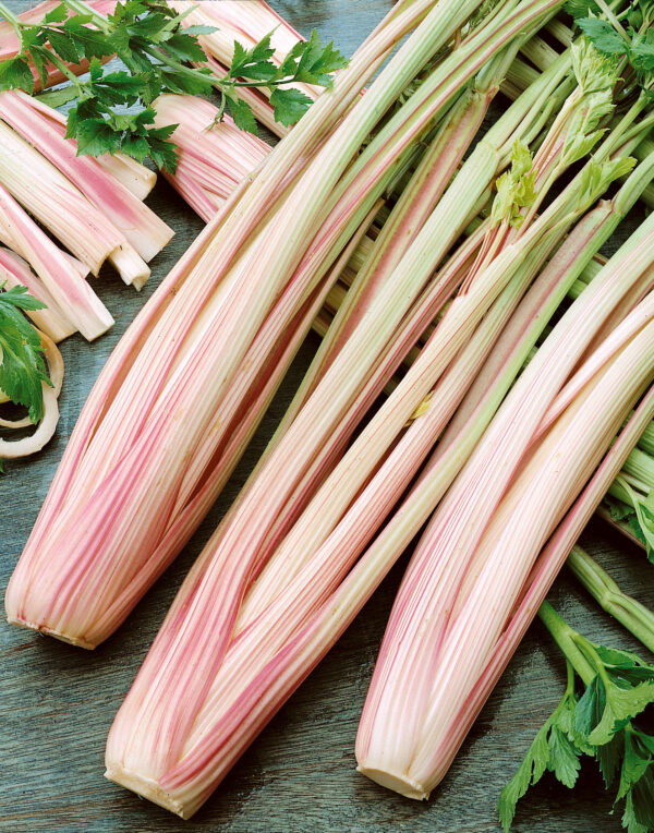 Celery Peppermint Stick