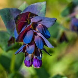 Cerinthe major var. purpurascens (Honeywort)