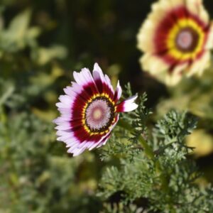 Chrysanthemum carinatum (Painted Daisy)