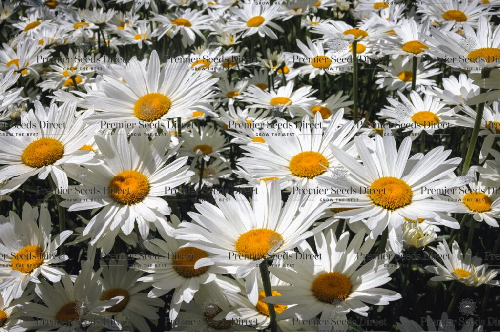 Chrysanthemum Maximum Shasta Daisy Flowers Premier Seeds Direct ltd