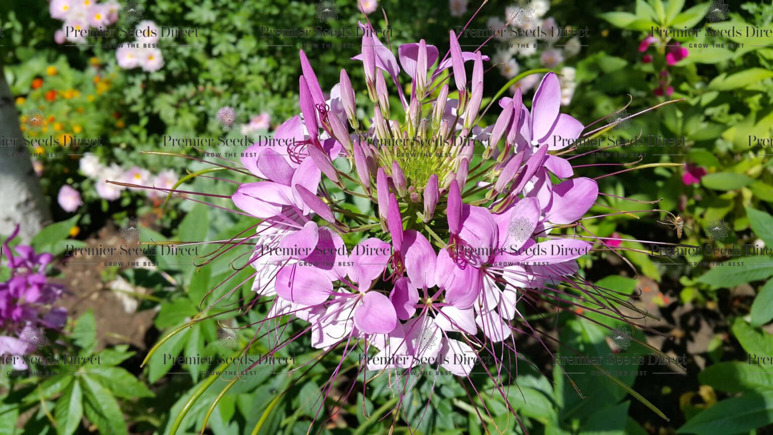 Cleome Spider Plant Cleome new Cleome Premier Seeds Direct ltd