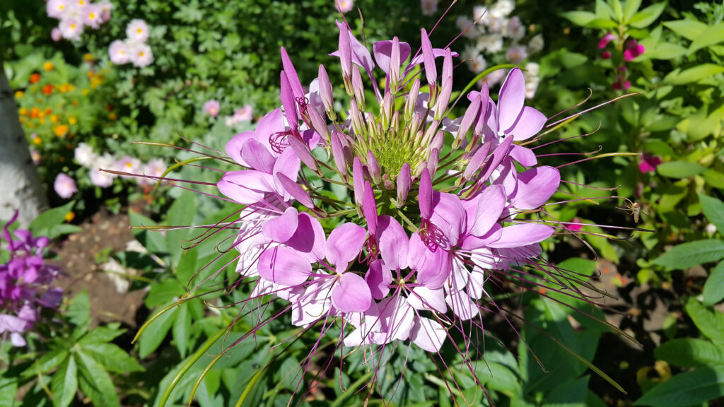 Cleome Spider Plant Cleome new