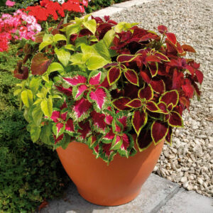 A mix of Wizard Coleus plants in various colours including red, yellow, green, and pink in a pot