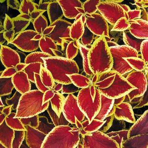 Wizard Scarlet Coleus plants with red leaves and yellow edges