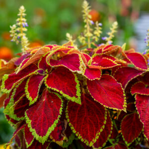 Wizard Scarlet Coleus flowers with red leaves and yellow edges and a blurred green background