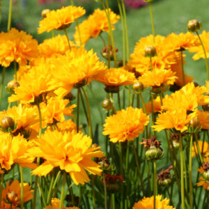 Coreopsis Seeds