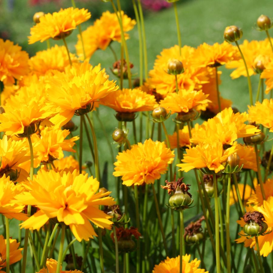 Coreopsis Early Sunrise - Image 2