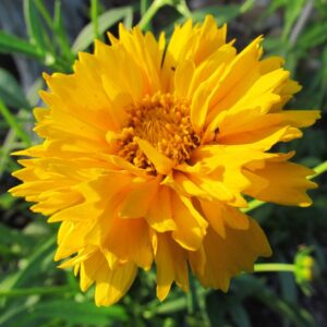 Coreopsis Early Sunrise