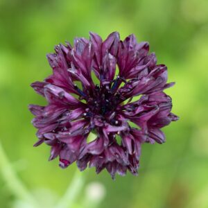 A close up image of a Black ball cornflower with deep red purple burgundy petals and blurred green background