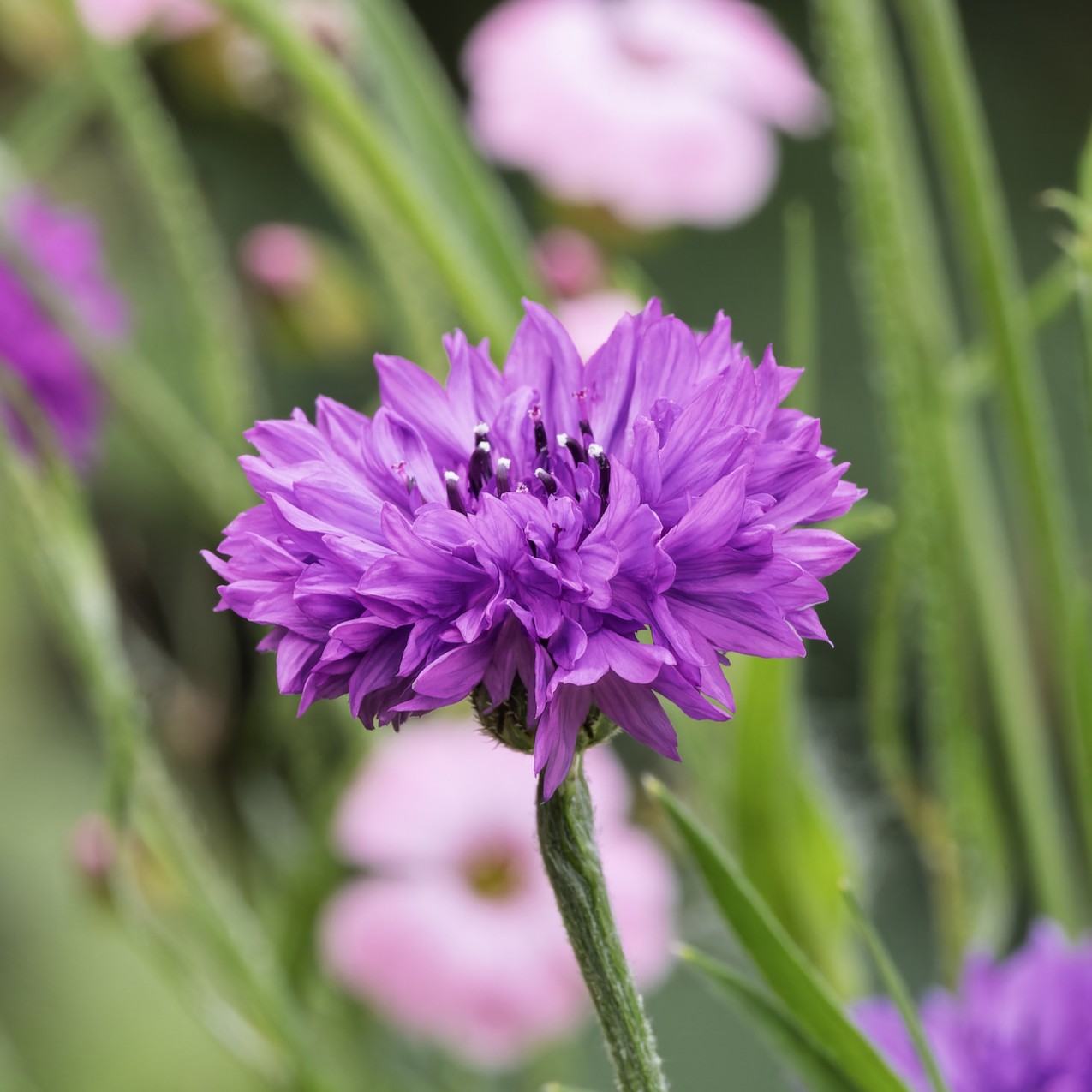 A close up image of a Mauve Boy Cornflower in pink purple with blurred green grass background