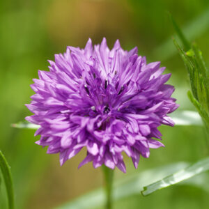 A close up image of a Mauve Boy Cornflower in pink purple with blurred green grass background