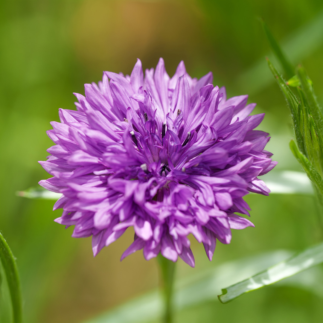 A close up image of a Mauve Boy Cornflower in pink purple with blurred green grass background