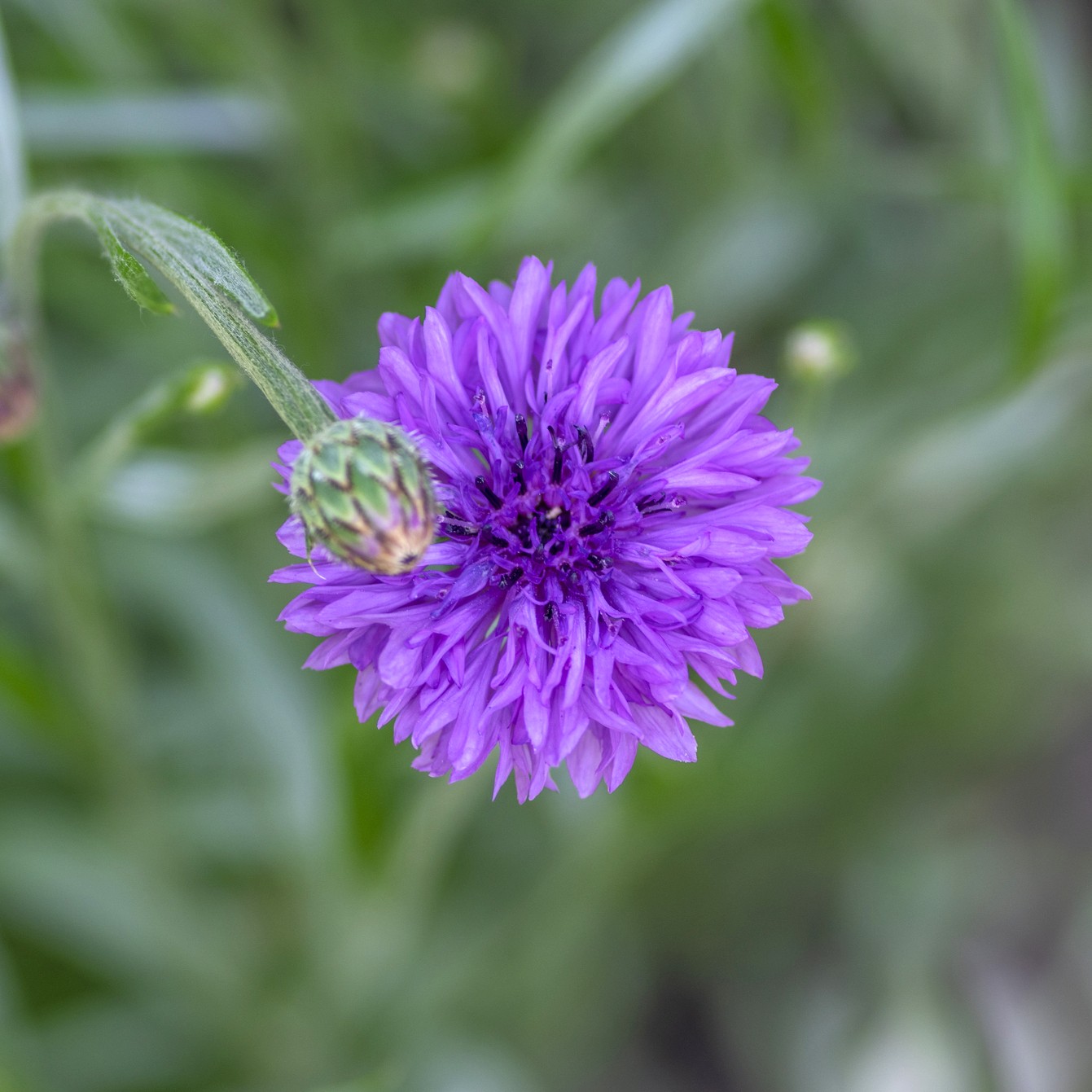 A close up image of a Mauve Boy Cornflower in pink purple with blurred green grass background