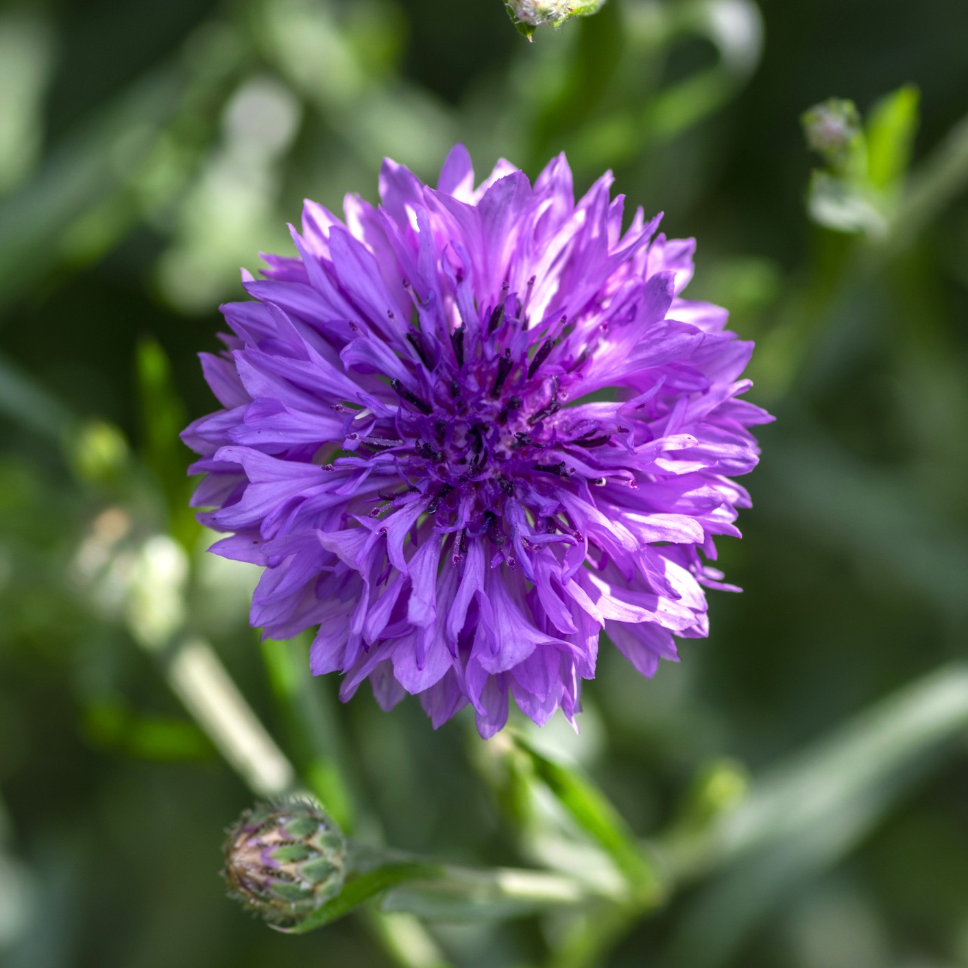 A close up image of a Mauve Boy Cornflower in pink purple with blurred green grass background
