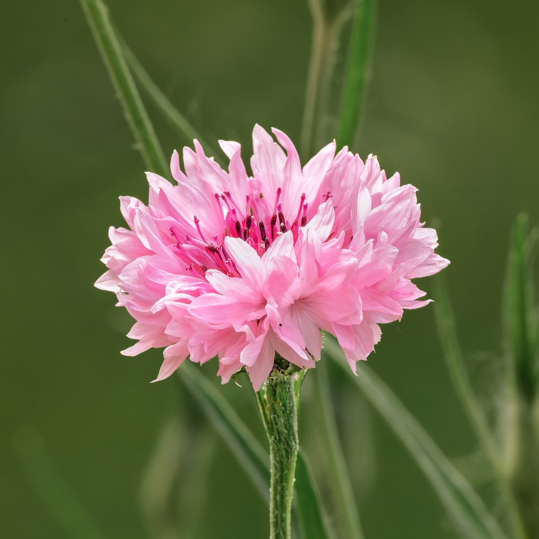 A close up image of a pink centaurea cyanus cornflower with blurred green background