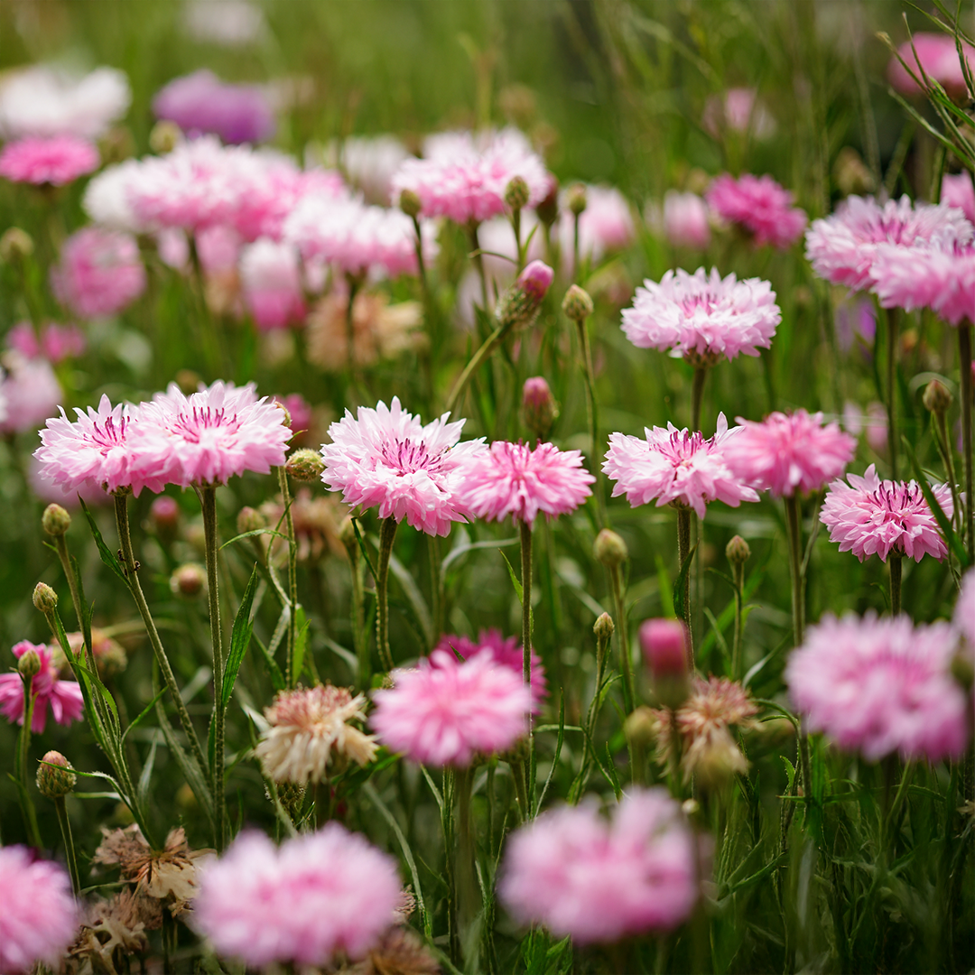 Pink centaurea cyanus cornflowers in a wildflower meadow
