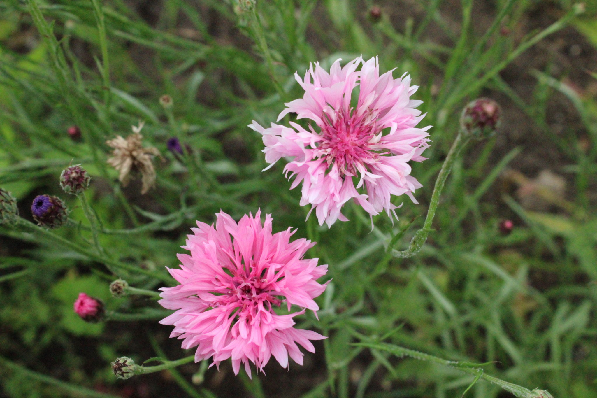 Cornflower Centaurea Cyanus Pink | Flowers | Premier Seeds Direct ltd