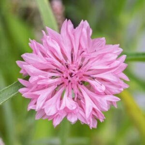 A close up image of a pink centaurea cyanus cornflower with blurred green background