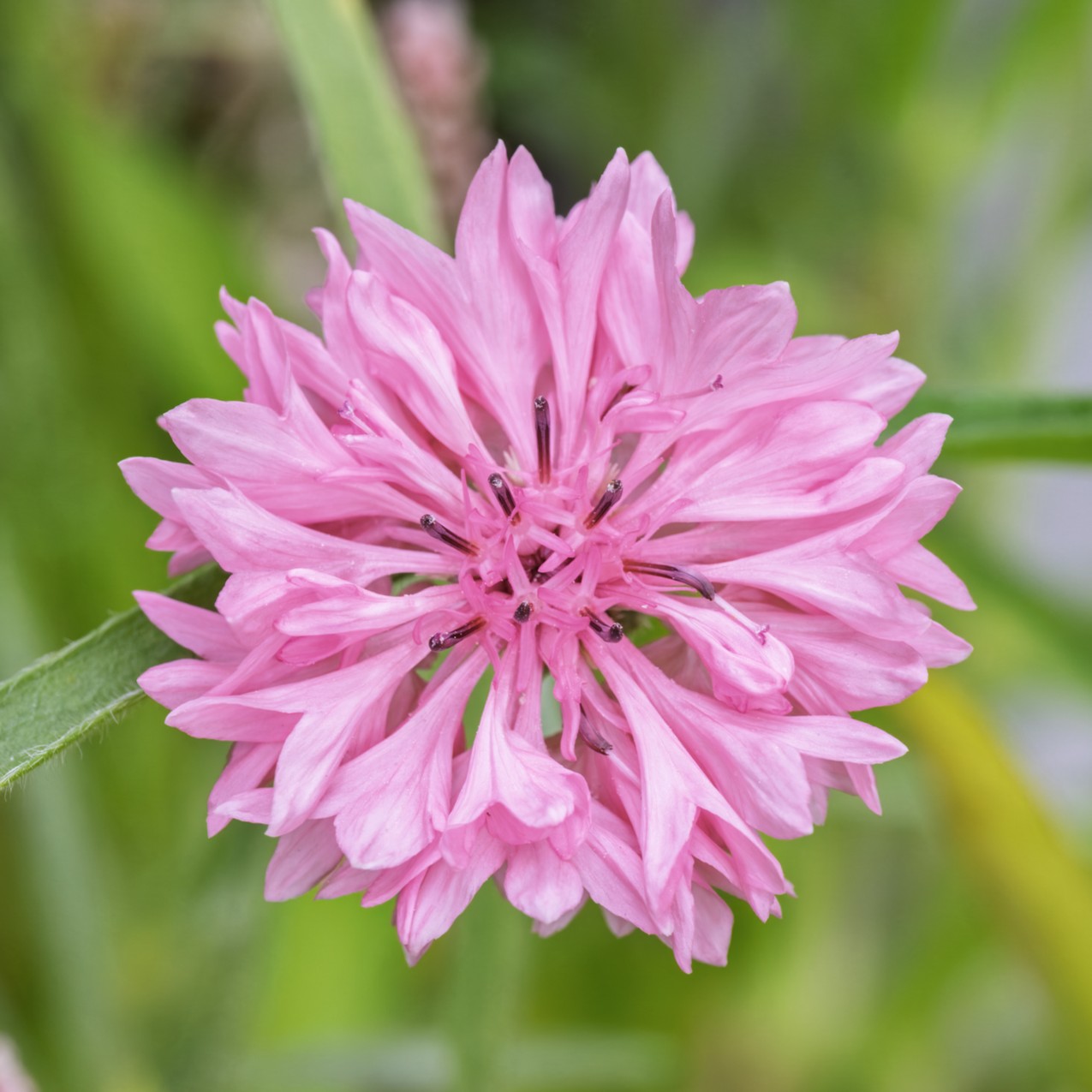 A close up image of a pink centaurea cyanus cornflower with blurred green background