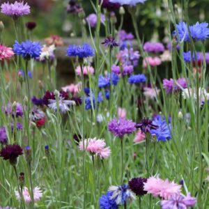 Polka Dot Mix of Cornflowers with green grass in blue, pink, and purple