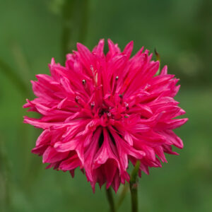 A close up image of a Red Boy cornflower with blurred green background