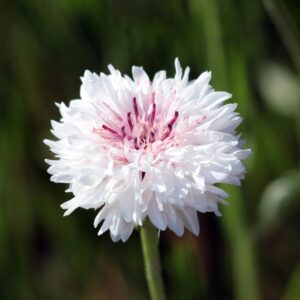 A close up image of centaurea cyanus Cornflower White with light pink centre and blurred green background