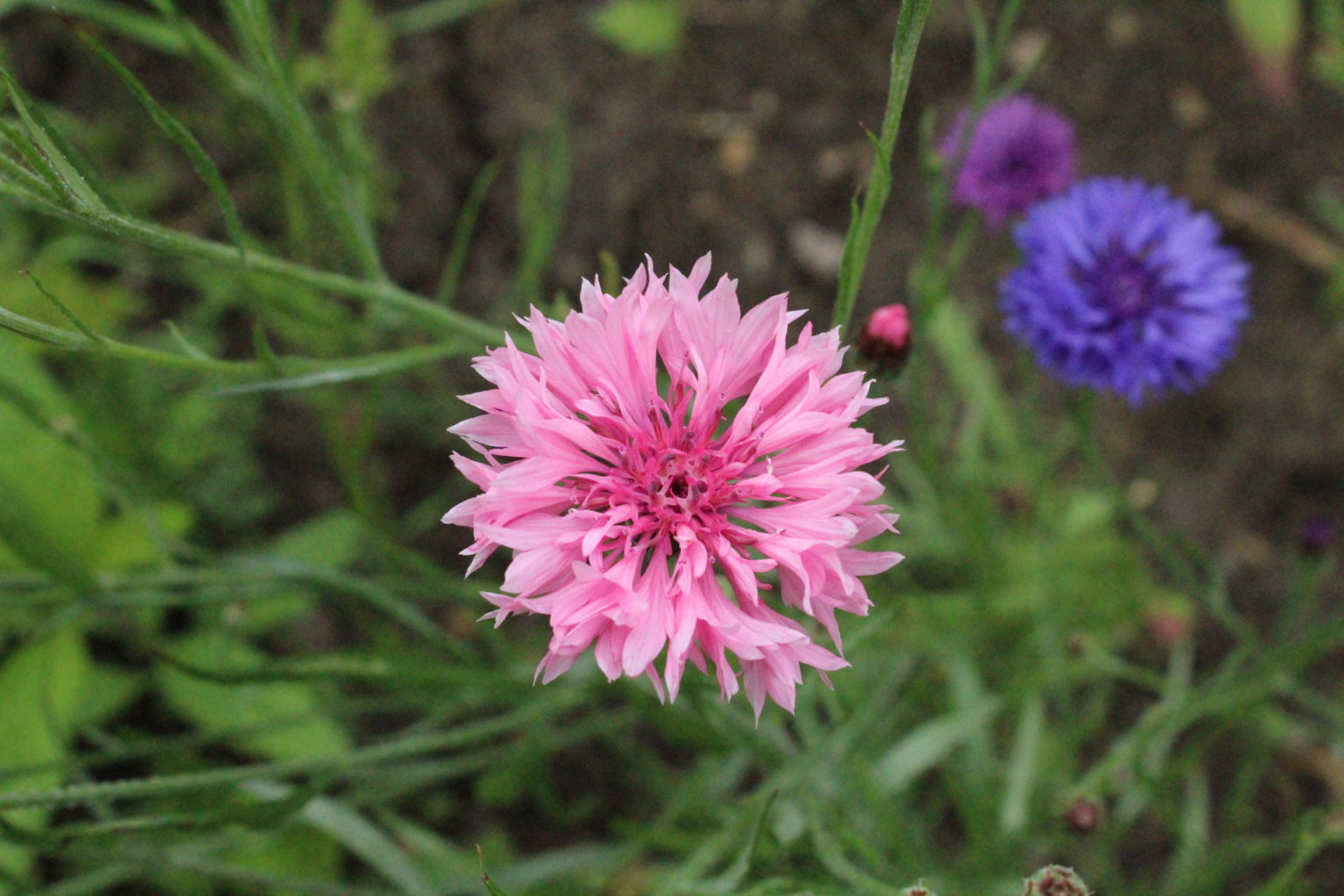 Cornflower Centaurea Cyanus Pink | Flowers | Premier Seeds Direct ltd