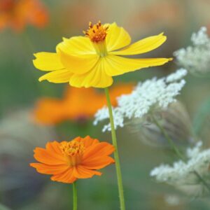 Cosmos sulphureus Bright Lights