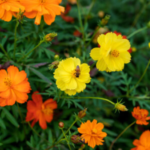 Cosmos sulphureus Bright Lights