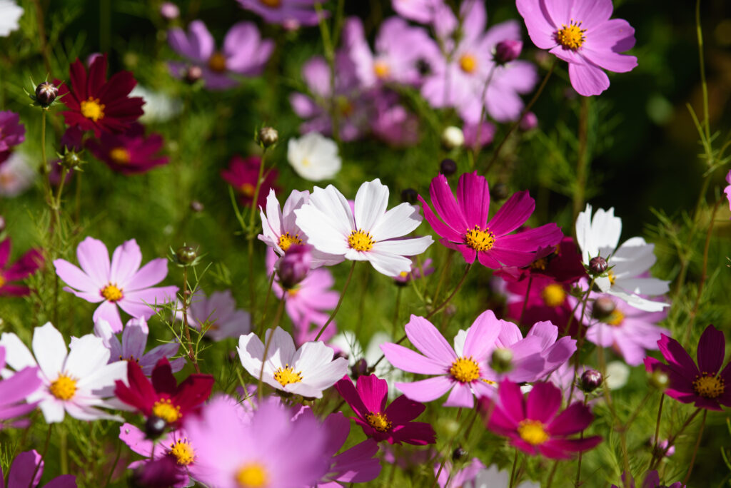 Cosmos Dwarf Mix | Flowers | Premier Seeds Direct ltd