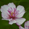 Cosmos Bipinnatus Fizzy Rose Picotee