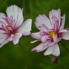 Cosmos Bipinnatus Fizzy Rose Picotee - Image 2