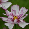 Cosmos Bipinnatus Fizzy Rose Picotee - Image 3