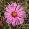 Cosmos Bipinnatus Gloria