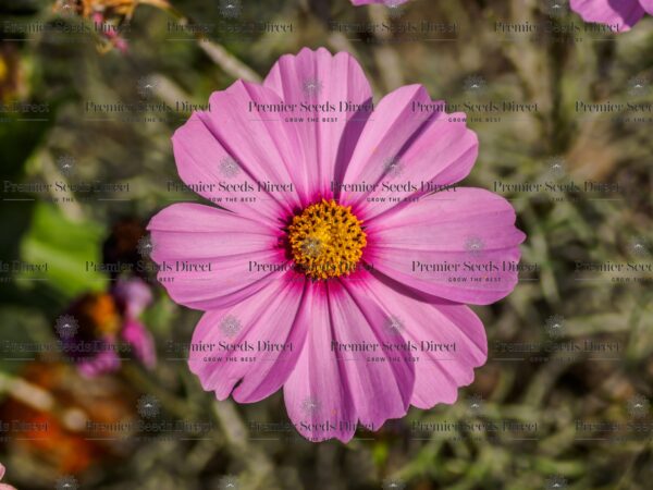 Cosmos - Gloria (2)