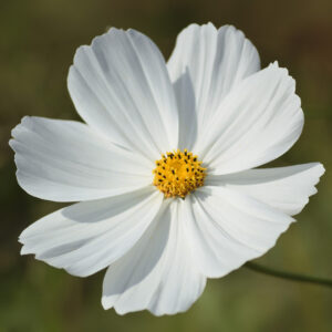 White Purity Cosmos flower with yellow centre and big white petals on a sunny day